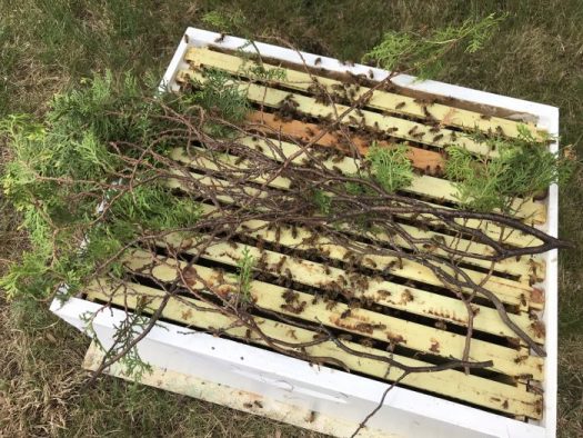 I placed the arborvitae branch on top of the frames and shook the bees into the box.