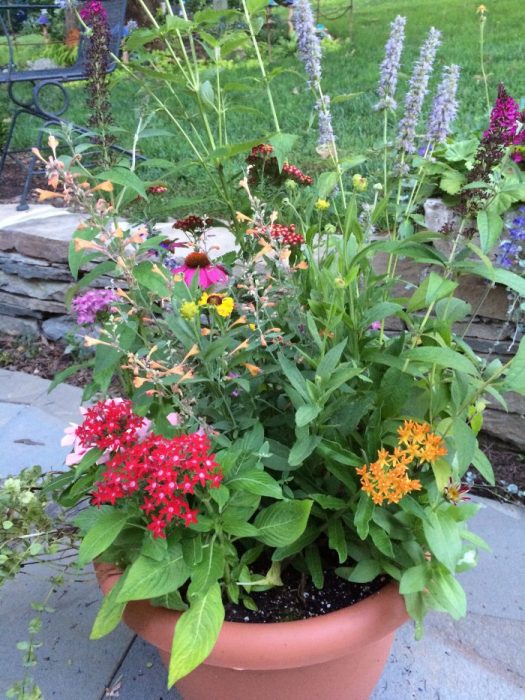 Anise Hyssop is a great pollinator plant for a container.