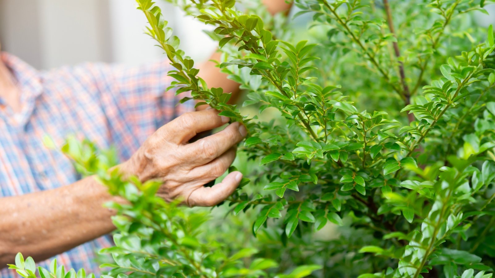 A gardener inspects the bright new growth on green bushes, with small, fresh leaves emerging among the older, denser foliage.