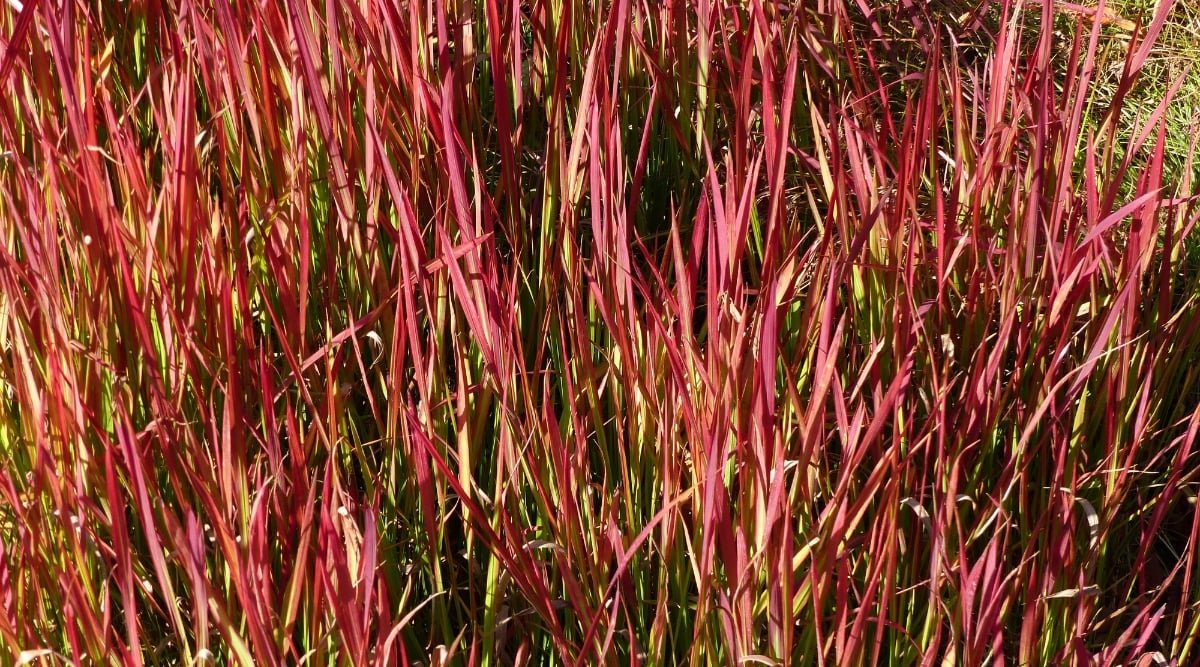 Japanese blood grass, characterized by its lush foliage, sways gently in the breeze, creating a mesmerizing spectacle. The crimson hues of the grasses intensify as they bask in the warm sunlight, casting a vivid glow across the landscape.
