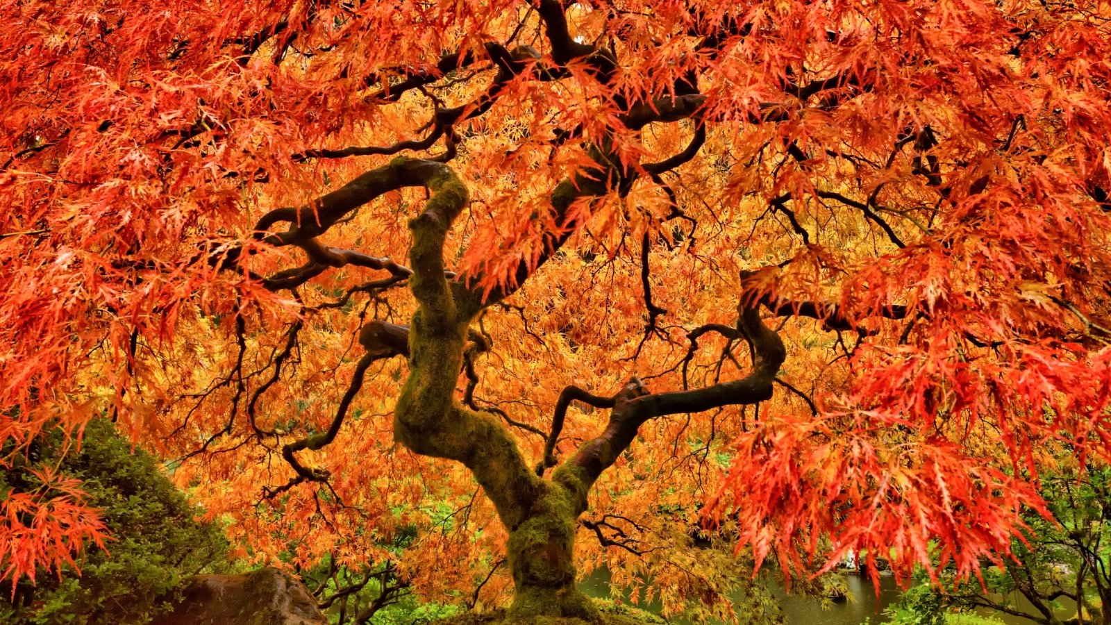 A close-up reveals the fiery hues of Japanese maple leaves in autumn, a vivid mosaic of crimson, orange, and gold. The slender stems and delicate branches gracefully hold the vibrant foliage, their intricate patterns adding to the tree's allure. Planted amidst lush greenery, the Japanese maple stands as a captivating centerpiece in the garden.