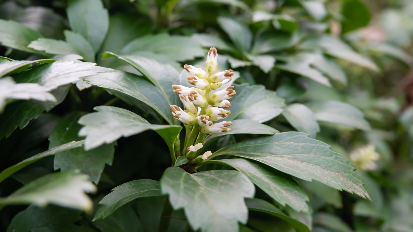 A close-up of Japanese Pachysandra flowers, revealing delicate white blooms arranged in clusters. The leaves are oval-shaped and arranged in whorls along the stems, creating a dense ground cover. Their lush appearance adds a vibrant green backdrop to garden landscapes.