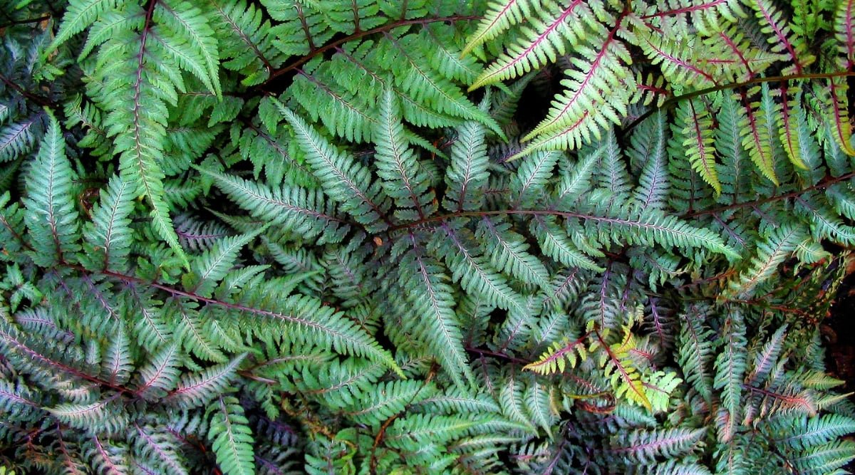 Japanese painted fern leaves, showcasing vibrant glossy textures that catch the light. Delicate purple veins intricately pattern the fern, adding an elegant contrast against the lush green foliage.