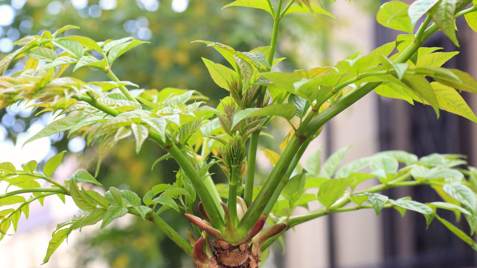 Bright, variegated leaves burst with vibrant color, creating a striking display of foliage.