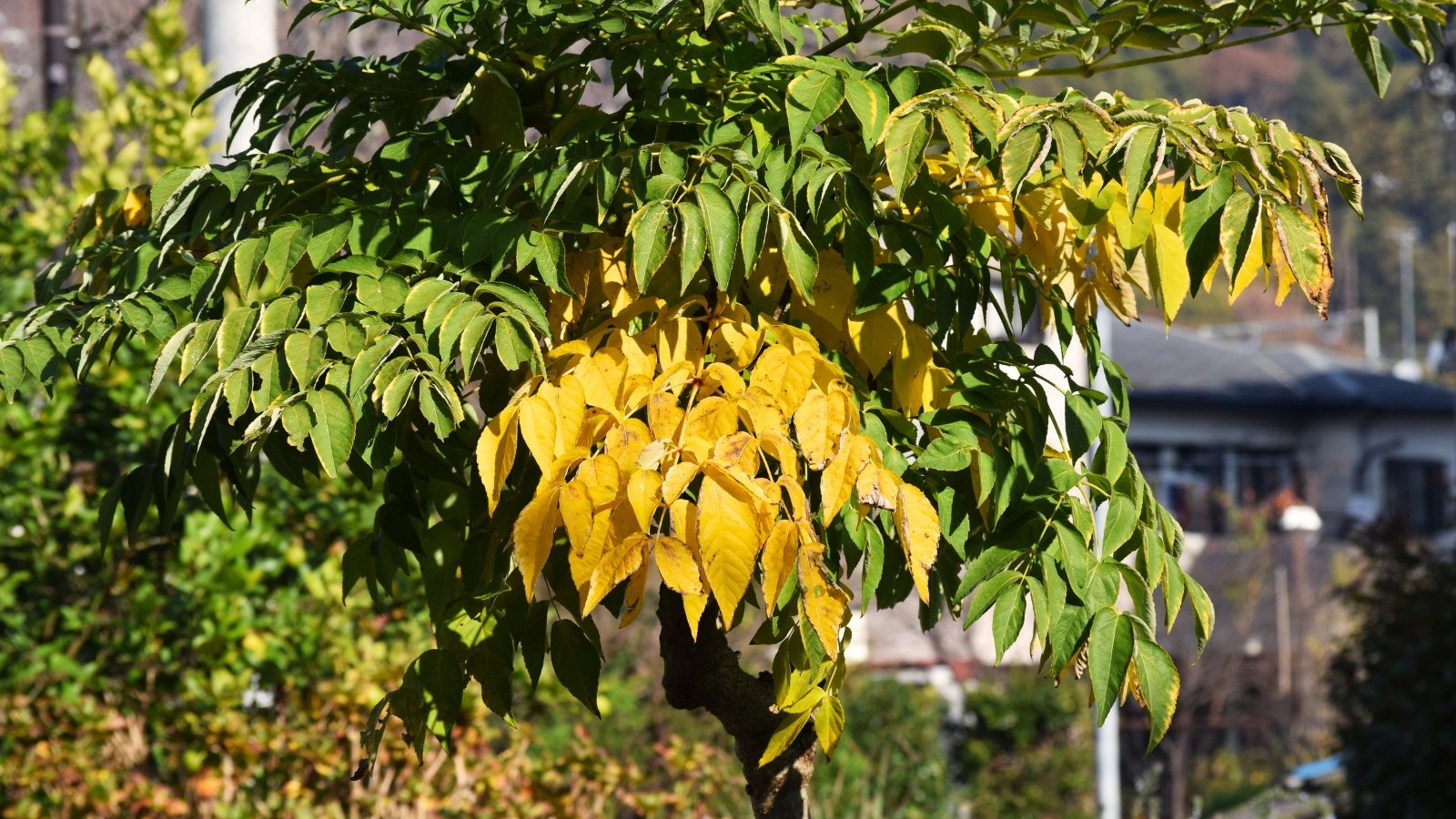Golden branches spiral gracefully, adorned with vibrant, serrated leaves, each leaf glowing with rich shades of yellow and green.