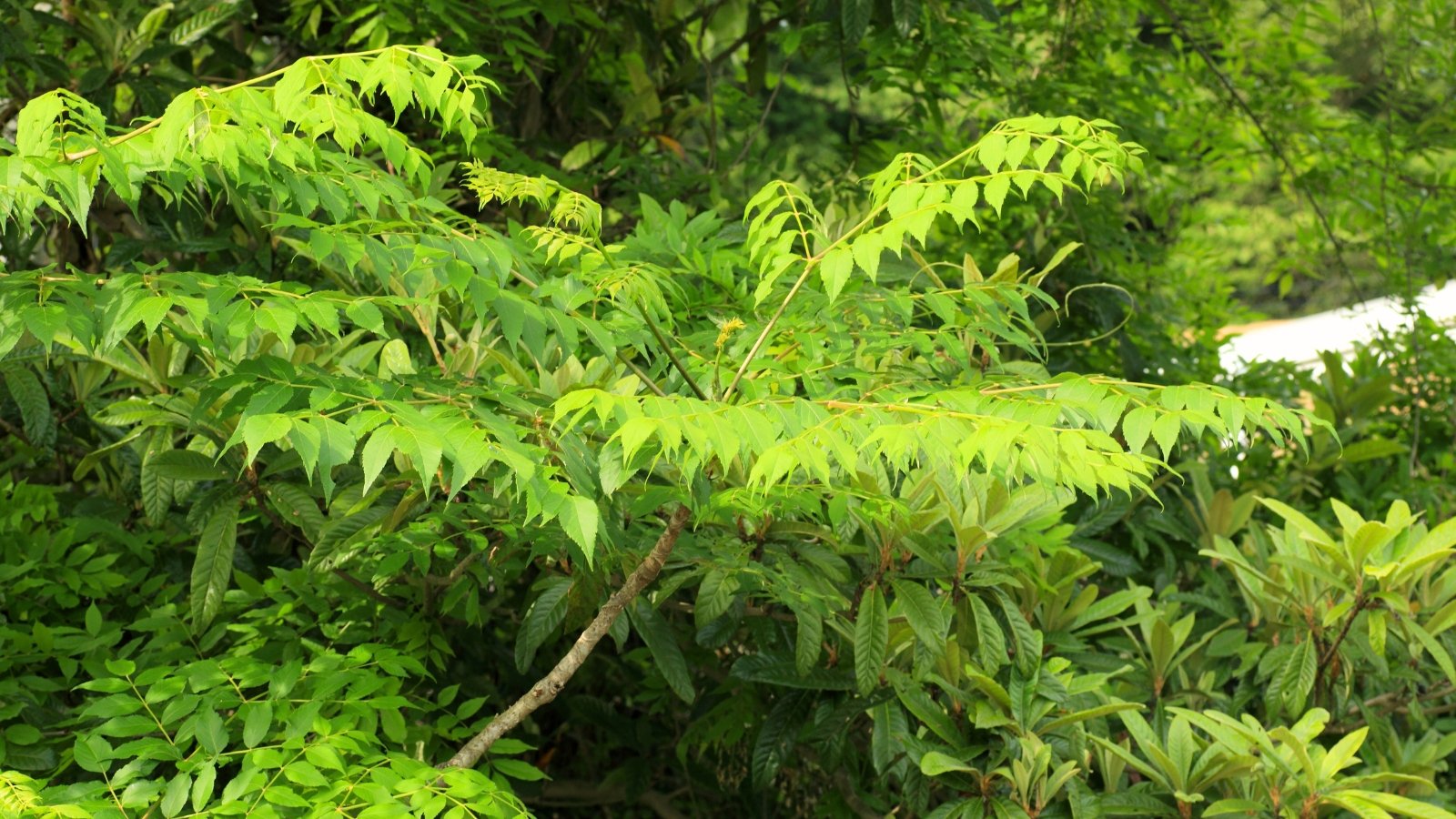 A close-up of vibrant golden leaves cascading from sturdy branches, basking in the warmth of sunlight.