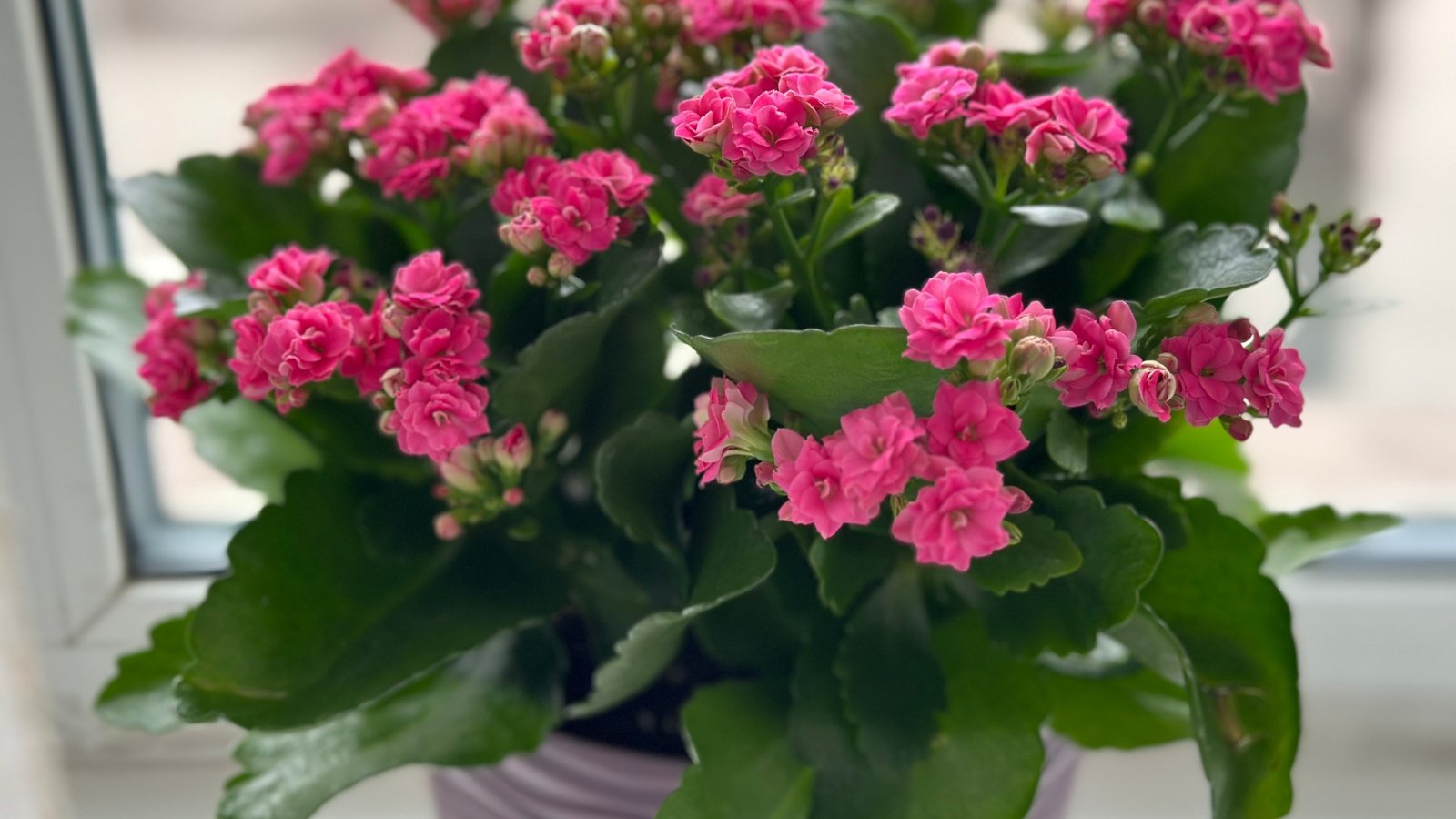 Thick, green, serrated leaves support clusters of tiny pink flowers in a purple pot on a light windowsill.