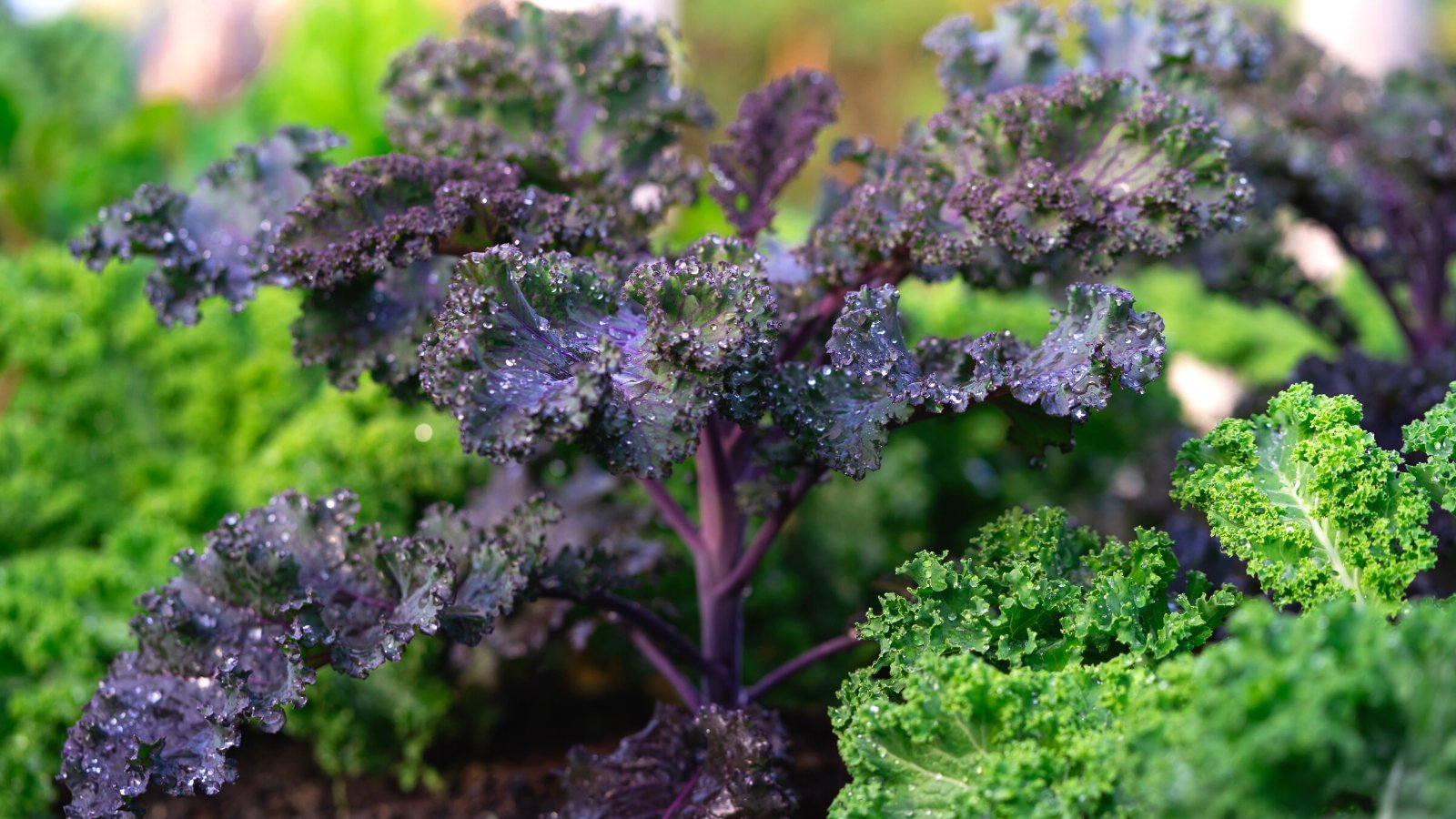 Close-up of curly leafed kale covered with water drops in the garden. Curly-leafed kale is distinguished by its deeply lobed, curly-edged leaves that form a dense rosette. There are two types of kale growing in the garden, one of them is purple and the other is green.