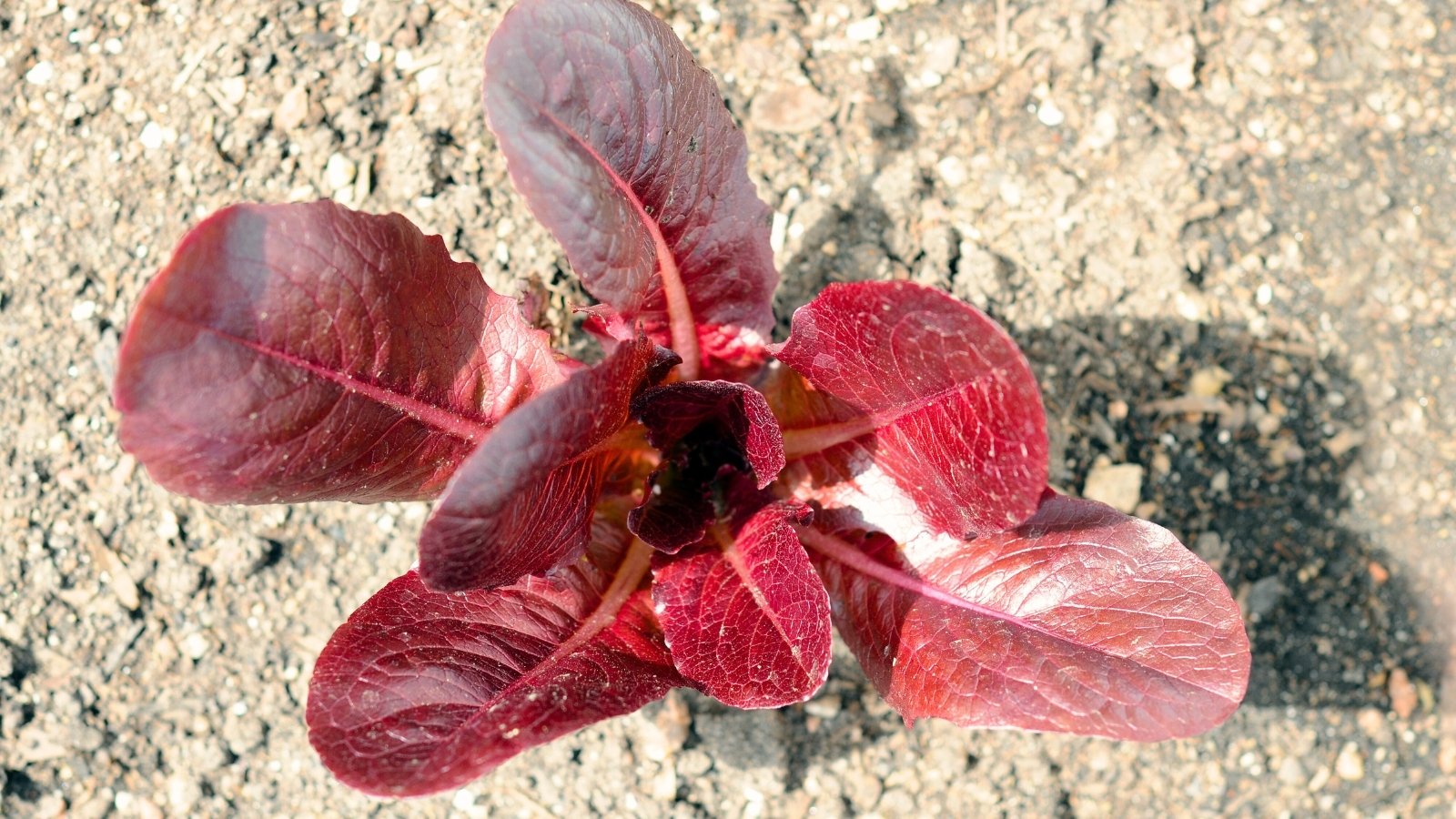 The loose, open head with vibrant reddish-brown leaves has soft, wavy edges tinged with green.