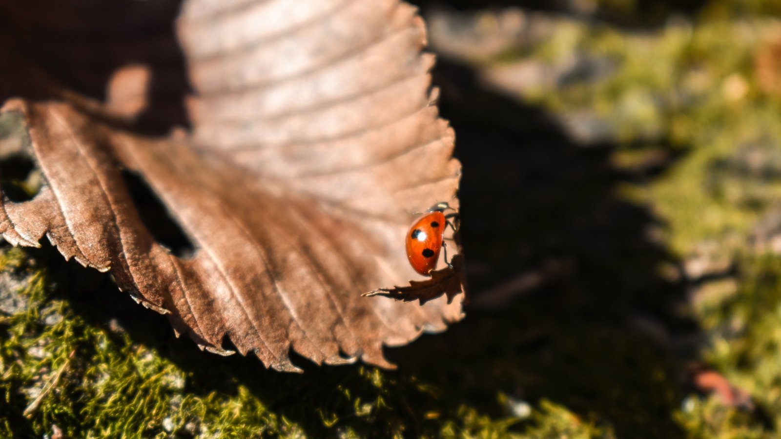 A small red ladybug with black spots rests on a dry brown leaf.