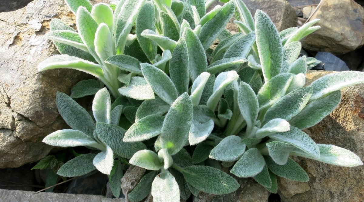 A close-up of a lamb’s ear plant reveals its dense, fuzzy green leaves thriving amidst rugged rocks. The sunlight highlights the plant's resilience, while the surrounding rocks provide a natural backdrop.