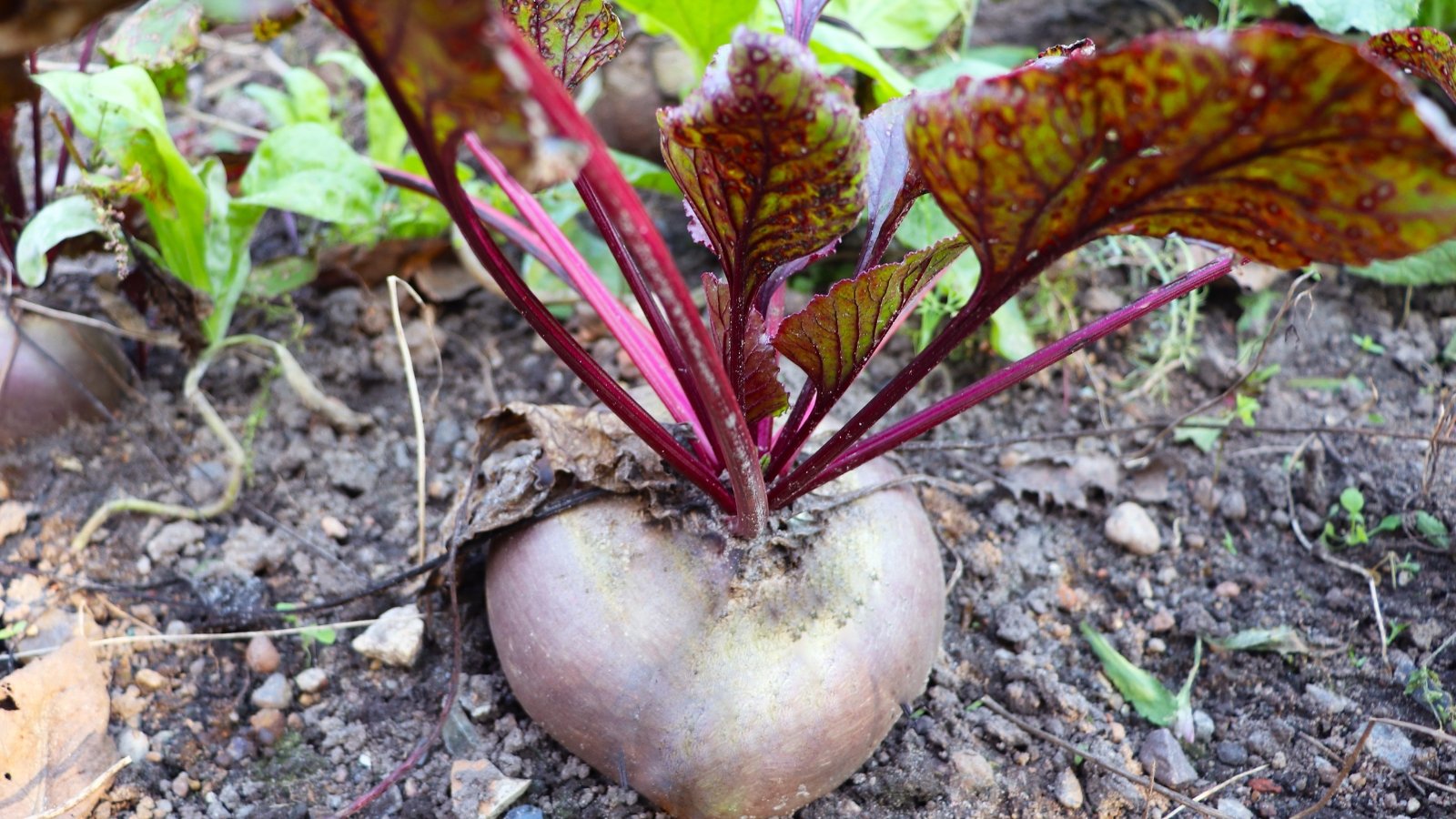 A slightly heart-shaped, light purple-tipped tuber growing in the ground, with delicately veined purple leaves showing early growth.