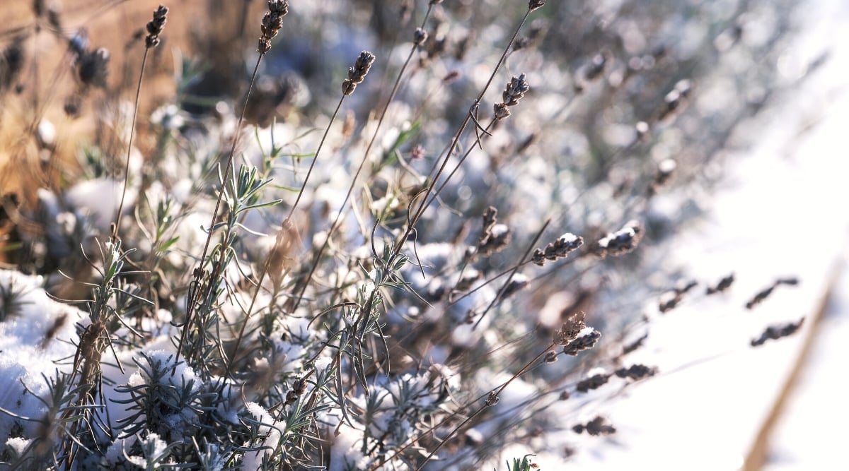 Close-up Lavender bushes with dried inflorescences in winter under the snow. Lavender bushes with dried inflorescences feature a distinctive appearance characterized by slender, woody stems adorned with clusters of dried flower spikes. The plant has upright woody stems adorned with thin leaves of a gray-green hue.