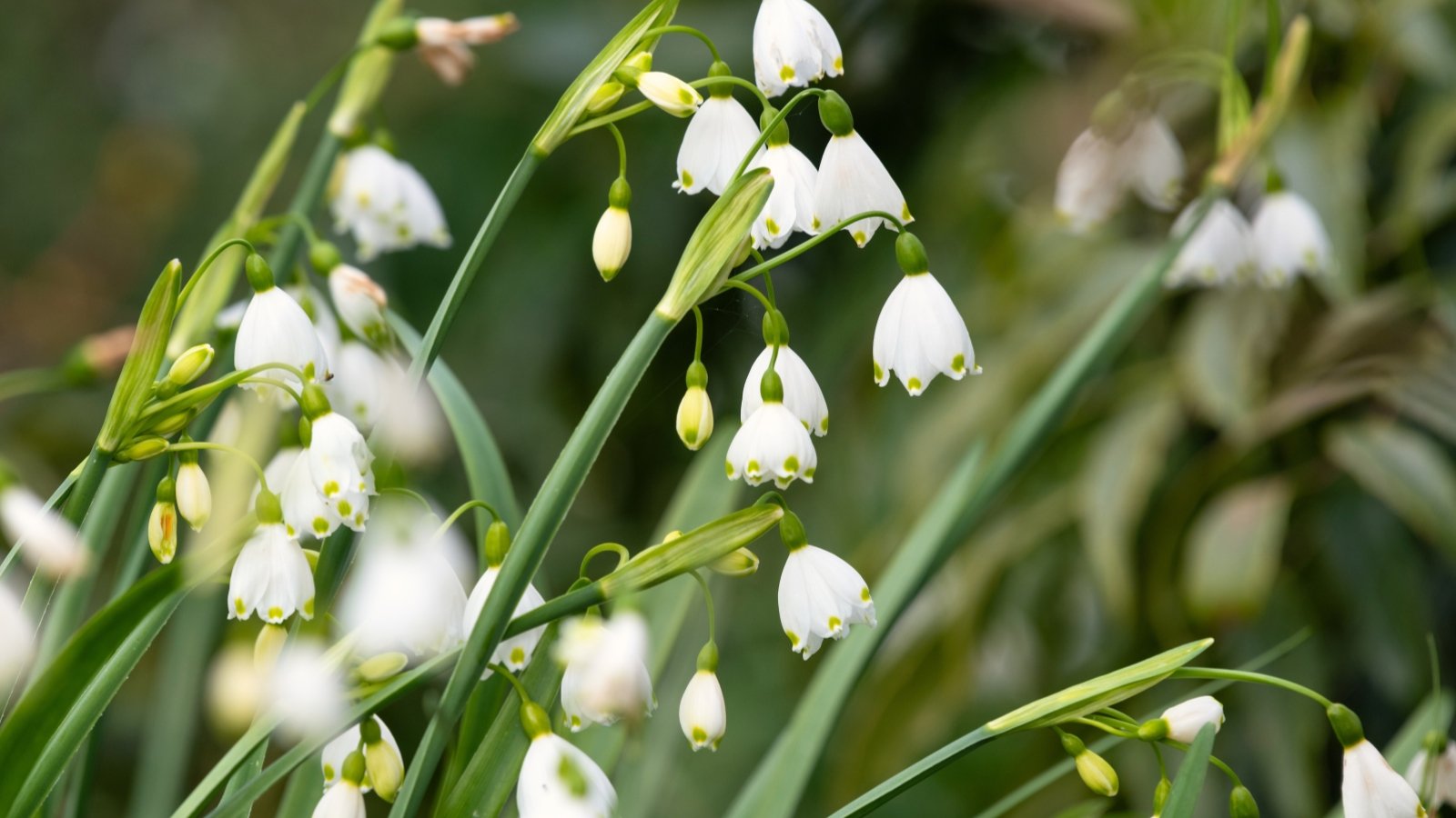 White, bell-shaped flowers with green tips, drooping from slender stems with long, narrow leaves.