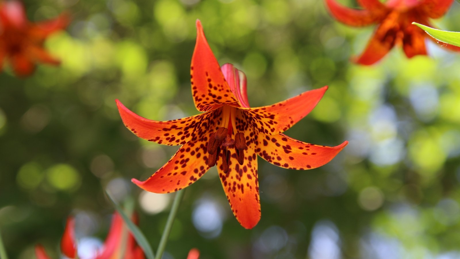 Slender stem topped with a large, nodding yellow-orange trumpet-shaped flower and prominent anthers, set against a blurred background.
