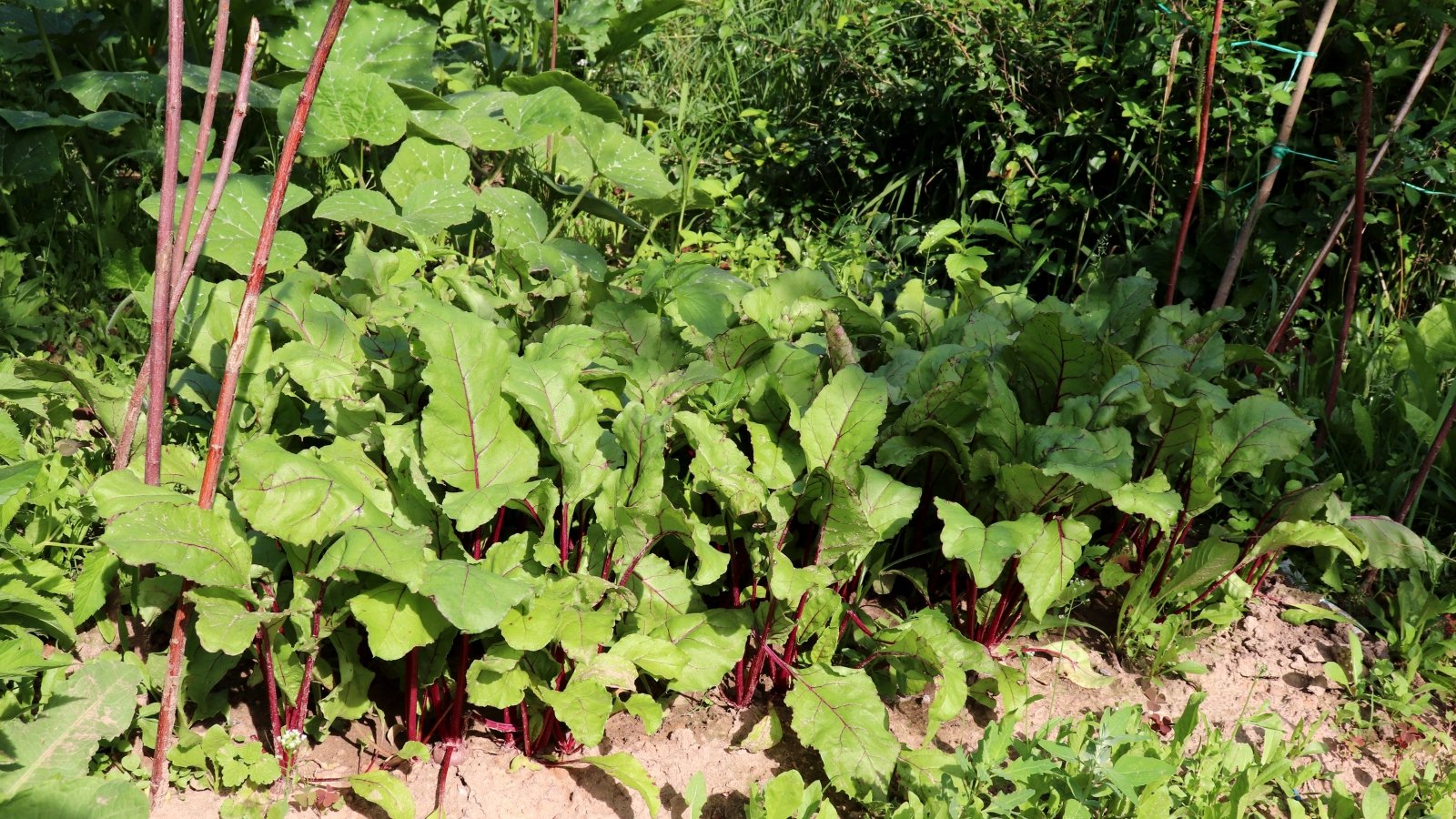 A thicket of long green leaves with red stems extending from the ground, planted in neat rows and surrounded by other plants in an open, fertile garden.