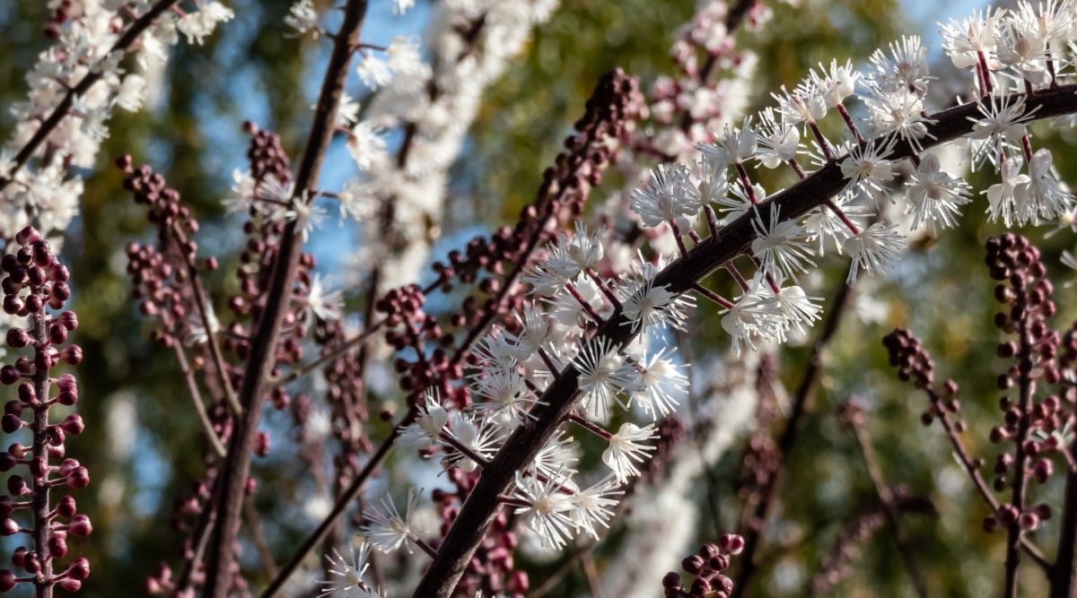 Bugbane stems showcasing deep purple buds alongside delicate white feathery flowers, vibrant under the sun's warmth. The intricate details reveal nature's beauty in the intricate balance of colors and textures.
