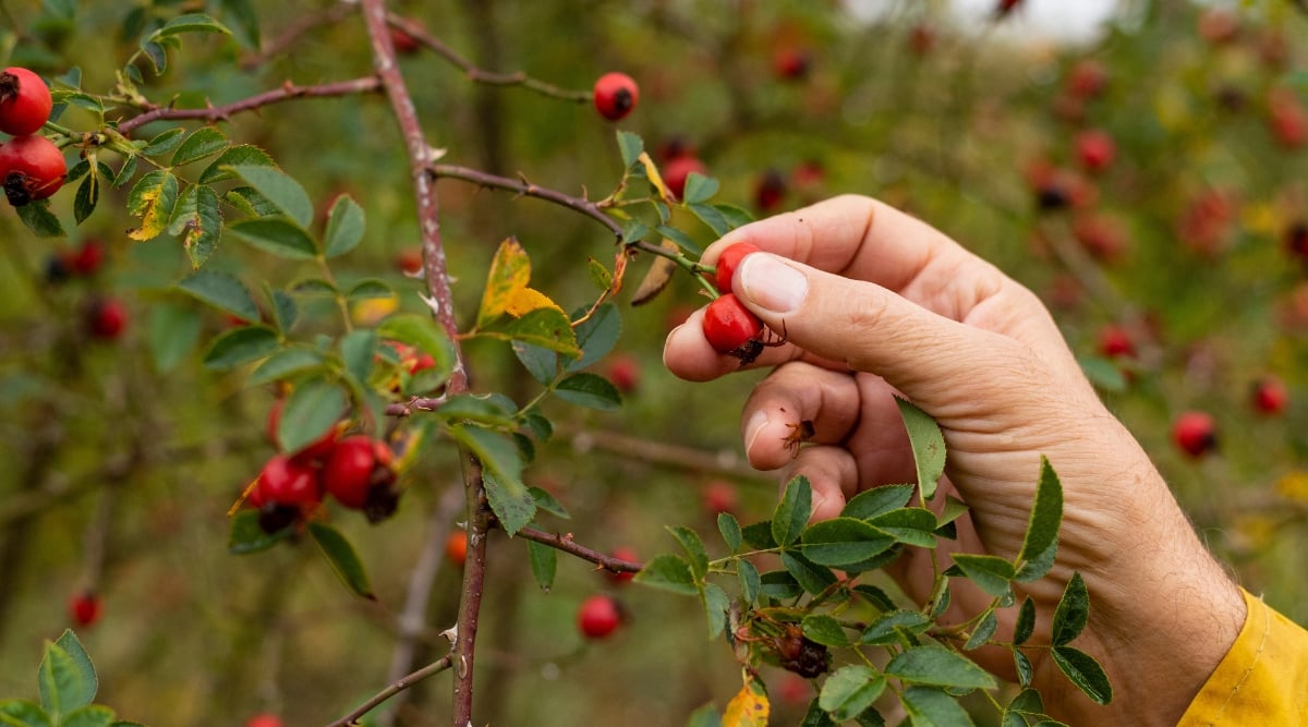 Close-up of a male's hand collecting rose hip in the garden on a blurred green background. The bush has purple-brown stems covered with small sharp thorns and complex pinnate leaves of a dark green color. Oval-shaped hips of bright red color also grow on the stems.