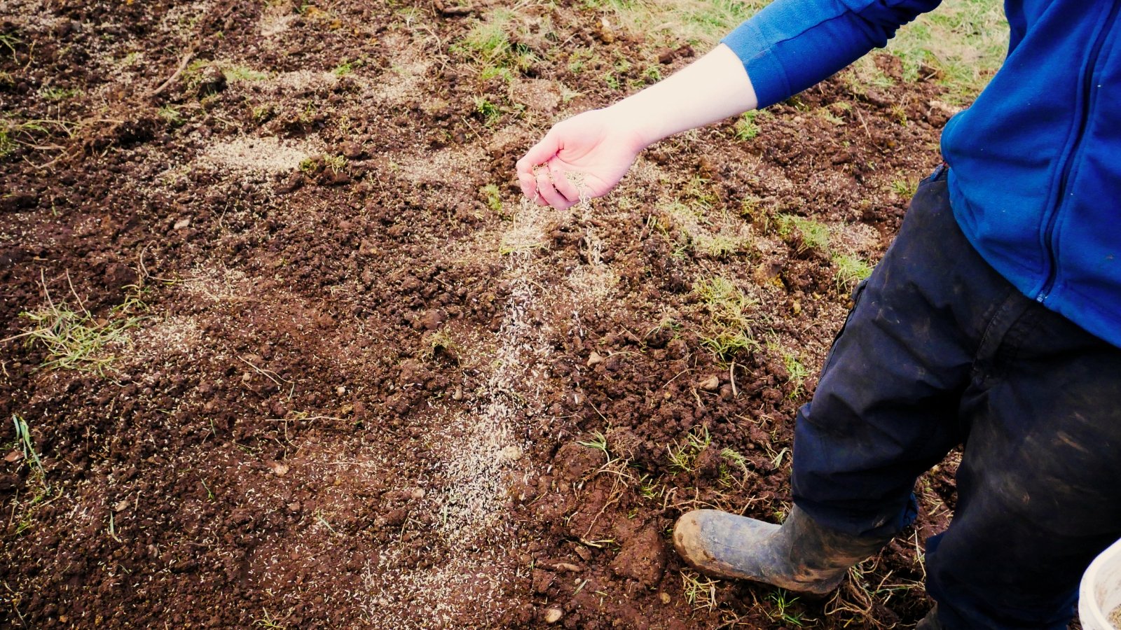 Primer plano de un hombre con botas de goma embarradas y un suéter azul esparciendo semillas sobre el suelo en un jardín.