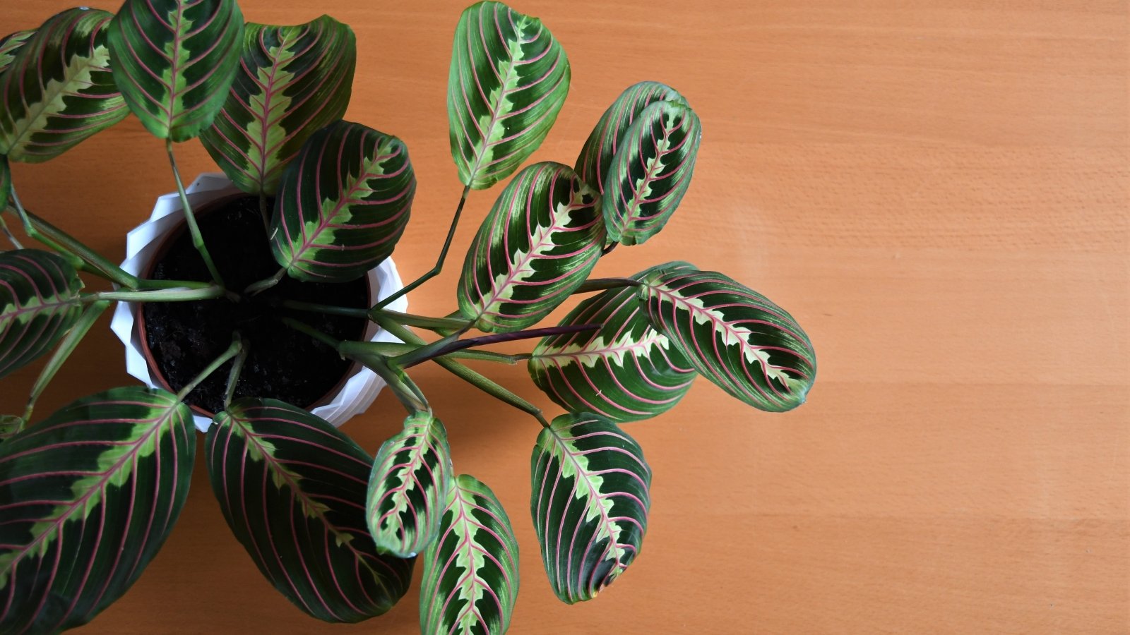 Close-up of a Maranta with intricately patterned leaves, showcasing beautiful symmetry in green and darker shades against a light wooden background.