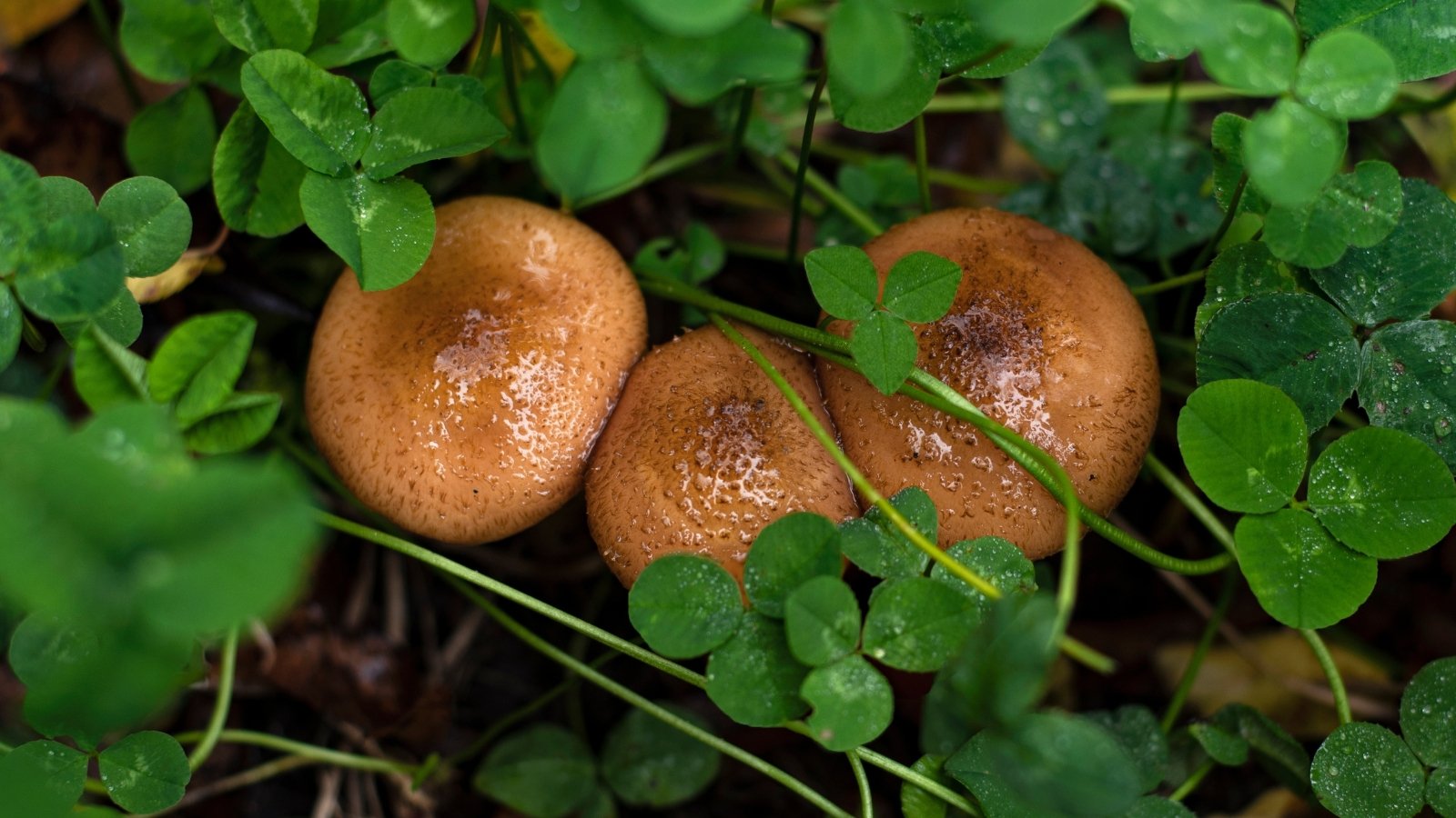A close-up of edible meadow mushrooms with shiny brown caps, surrounded by lush green grass and leaves.