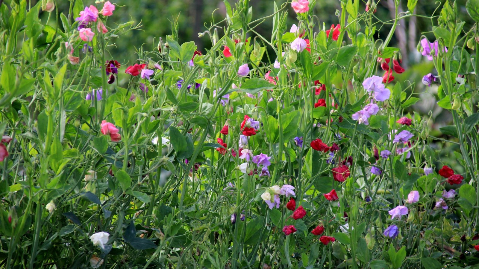 Slender stems and oval, smooth green leaves highlight clusters of large flowers in hues of lavender, white, and blush.
