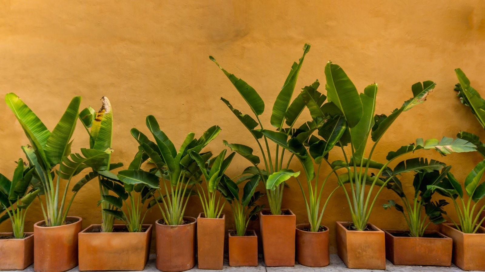 Several young Musa plants with broad, vibrant leaves arranged in terracotta pots against a warm, yellow wall.