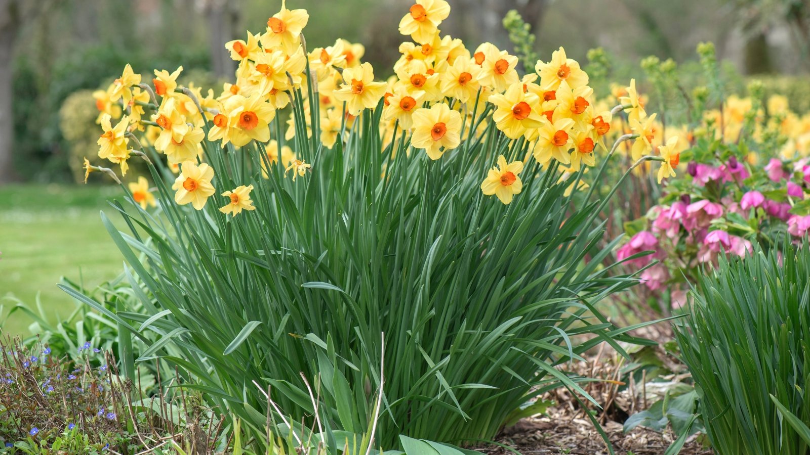 Lush plants with vibrant yellow petals surrounding a central orange trumpet-shaped corona, supported by long, slender, glossy green leaves with parallel veins.
