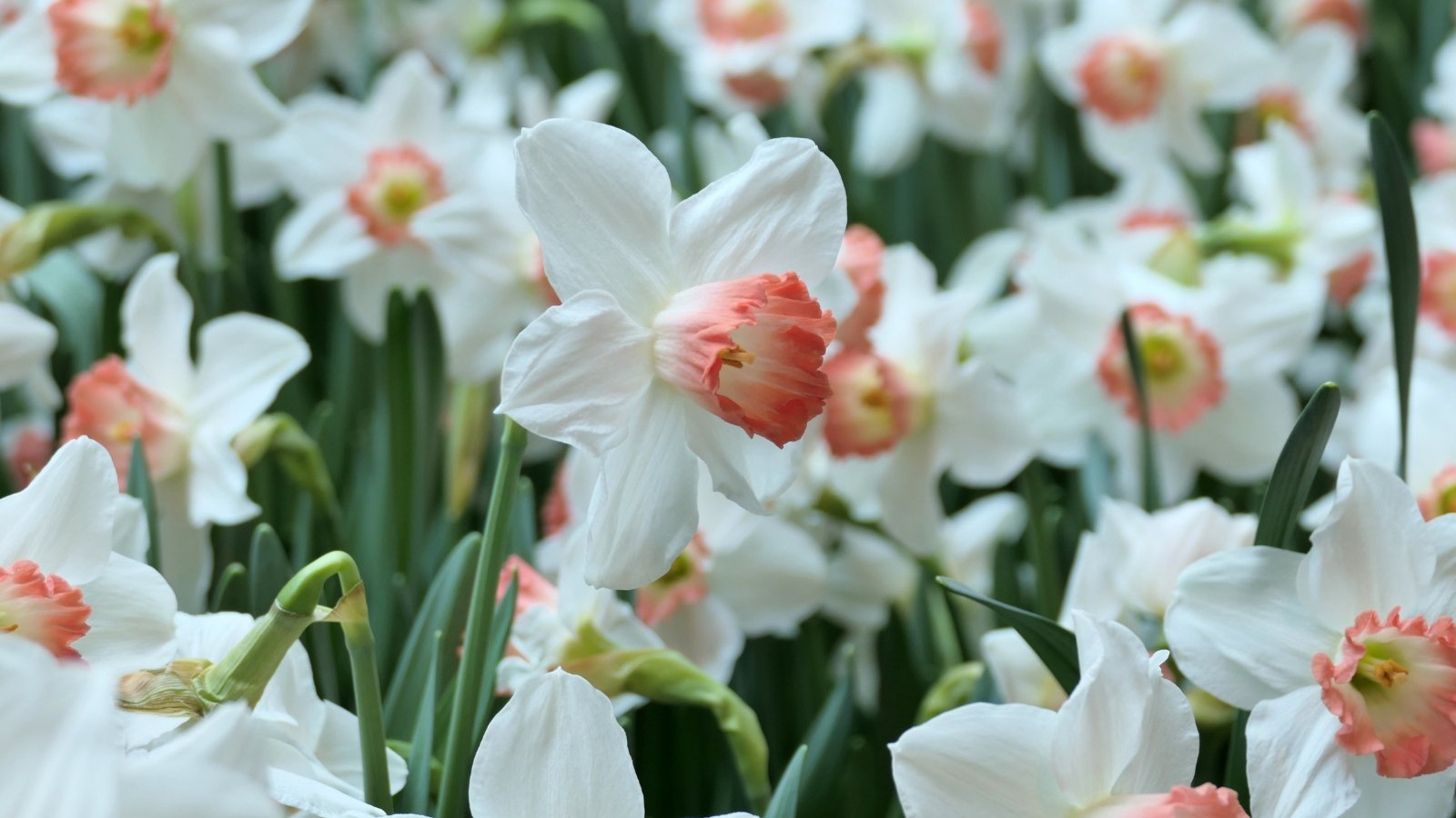 White petals with light pinkish centers, surrounded by tall, slender green leaves, creating a soft contrast and a gentle, pastel-like effect within the foliage.