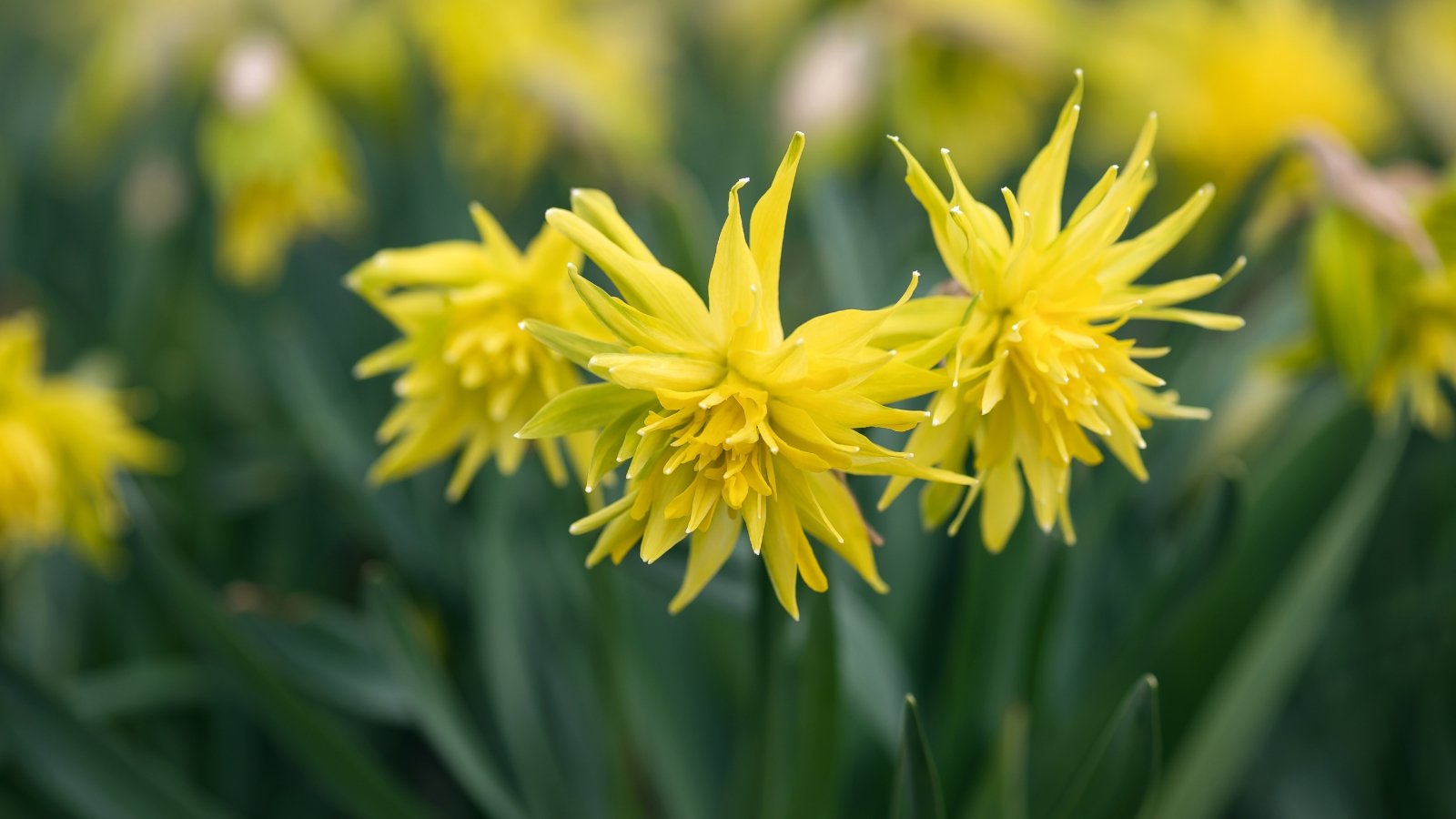 Bright yellow, spiky double blooms with a playful, almost wild appearance, standing out among thin, upright green leaves that add a dense, grassy background.