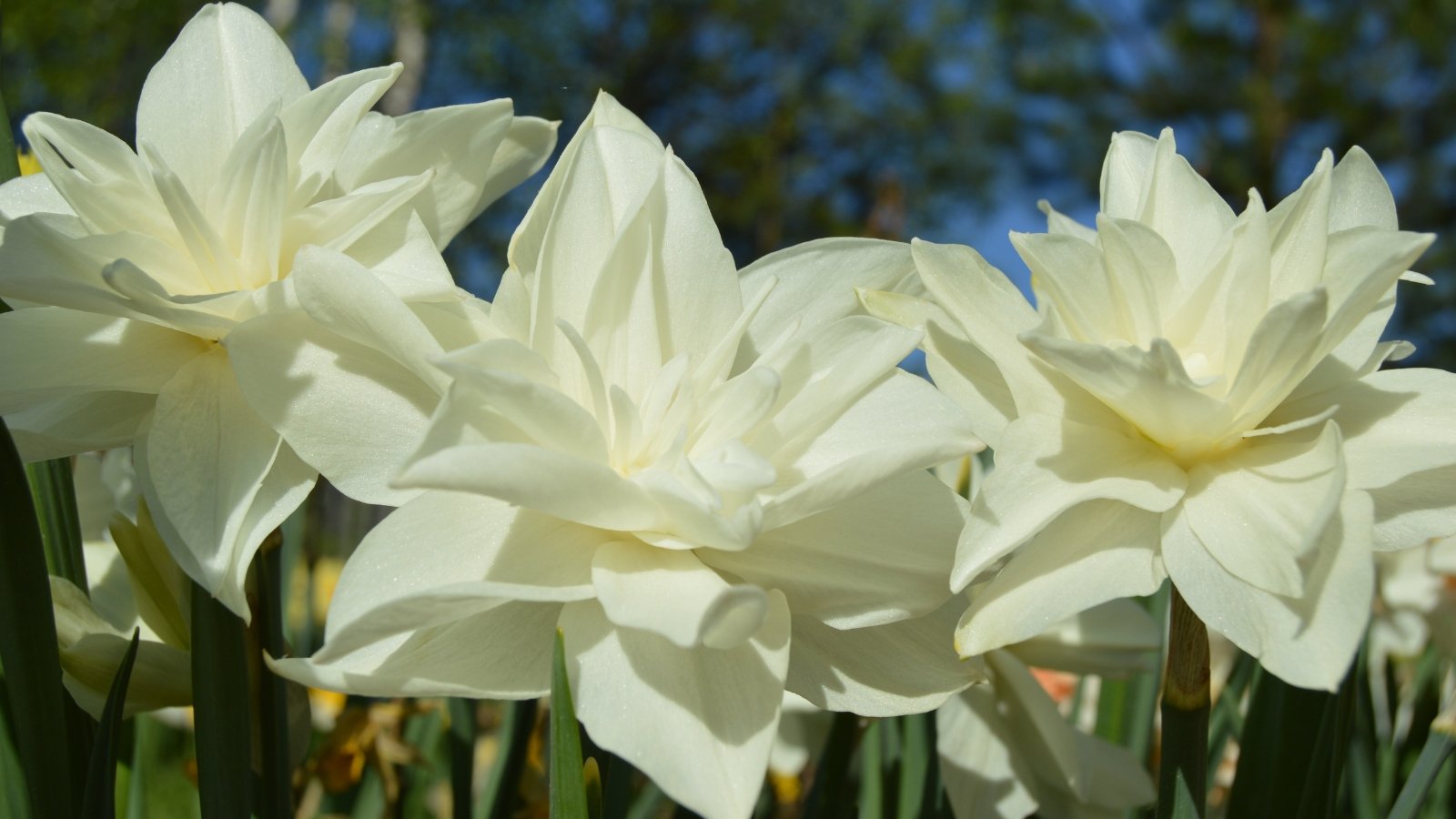 Pure white petals with a subtle, creamy tone, complemented by thin green leaves that rise around the base, giving the bloom a clean and graceful appearance.