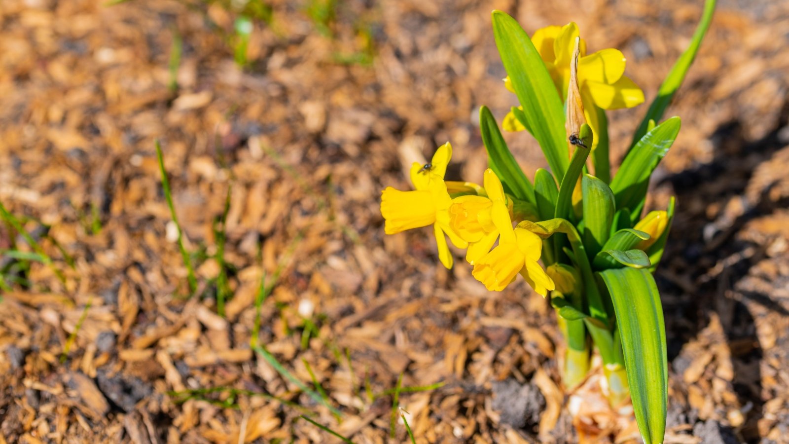 Bright yellow Narcissus ‘Little Gem’ flowers with green stems rising from a base of brown mulch, adding a cheerful touch to the ground.