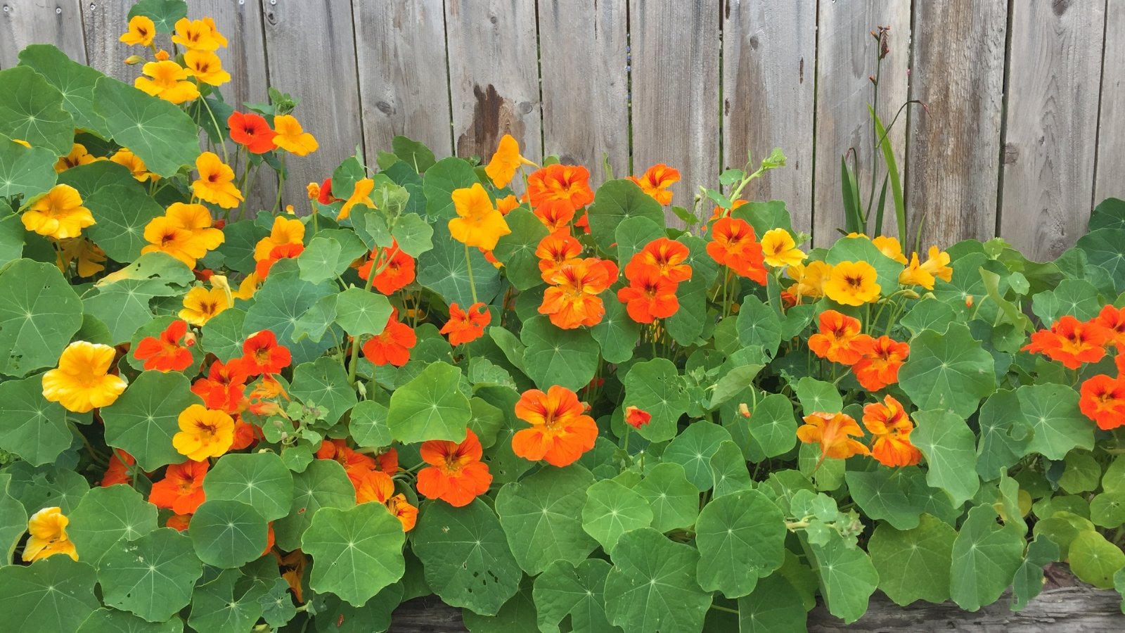 A close-up of Nasturtium showcases stunning yellow and orange flowers that radiate warmth and cheerfulness. In the background, a rustic brown wood fence adds a charming and natural element, complementing the vibrant blooms of the Nasturtium.
