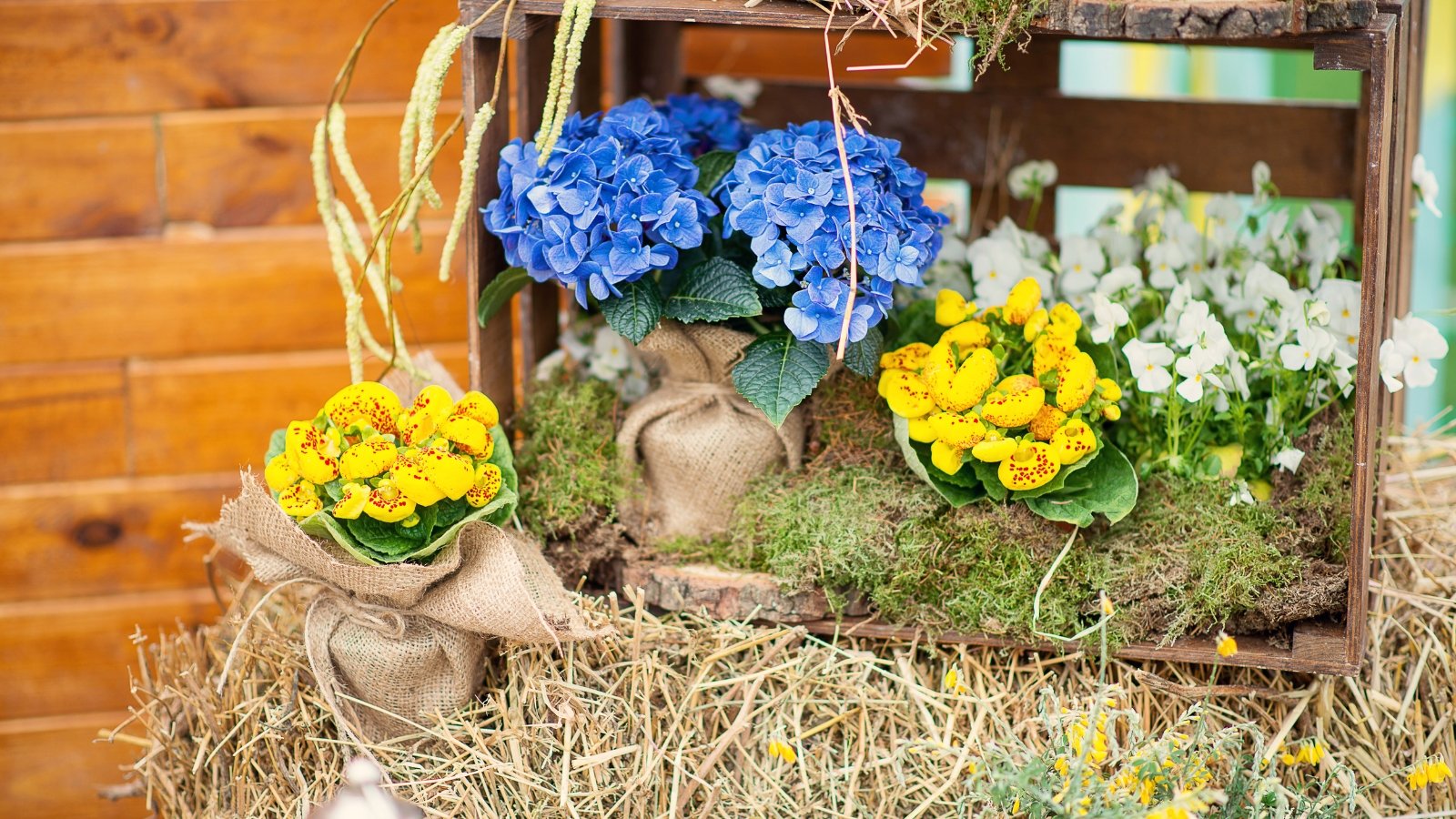 A rustic garden scene filled with vibrant blue and yellow flowers, intertwined with lush green leaves. The arrangement is surrounded by natural materials, such as burlap and straw, creating a charming, earthy feel that reflects the beauty of nature.