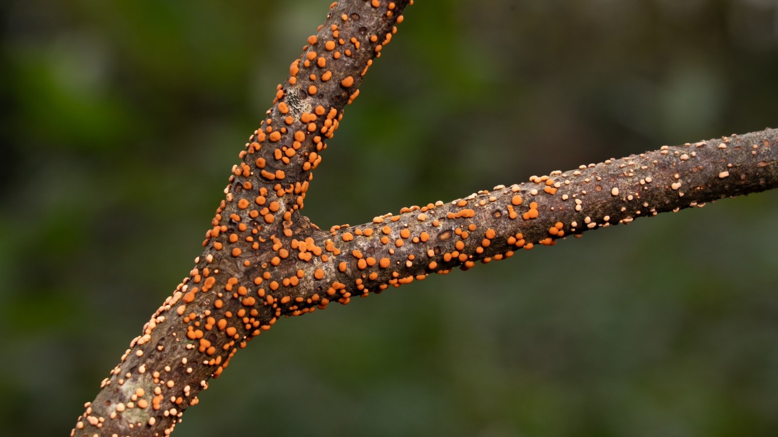 A close-up of a tree branch affected by Nectria canker, showing raised orange-beige bumps on the bark.