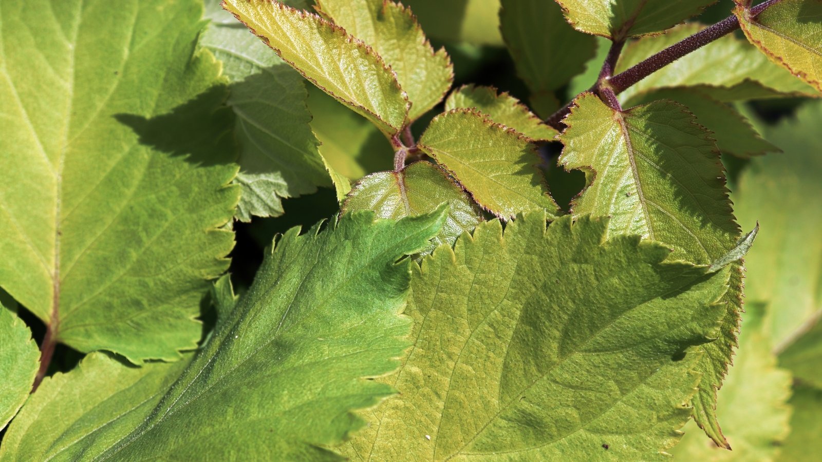 Luminous golden foliage with delicate veining cascades elegantly, showcasing the distinctive beauty