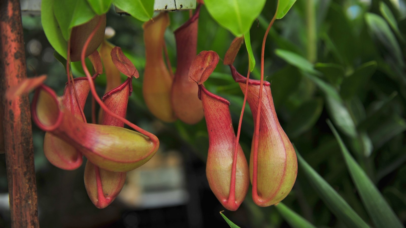 Nepenthes with unique, hanging pitcher structures in shades of red and green, showcased against a backdrop of rich green foliage.