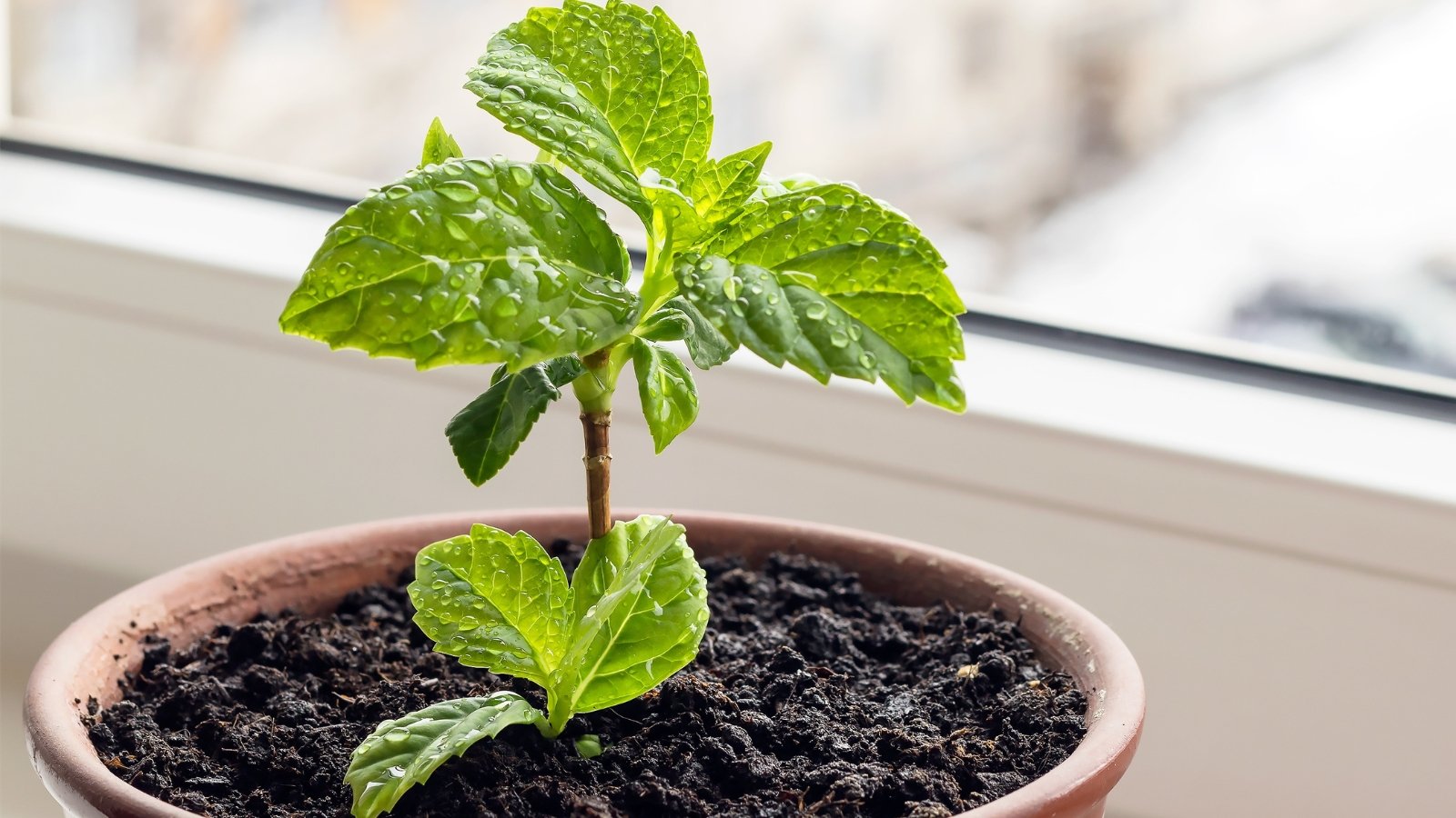 A small houseplant that features fresh, bright green leaves sprouting from rich, dark soil. The surrounding area is filled with pink and purple flowers that are densely clustered and displaying delicate petals, in front of a softly lit window that highlights the plant's vibrant colors.