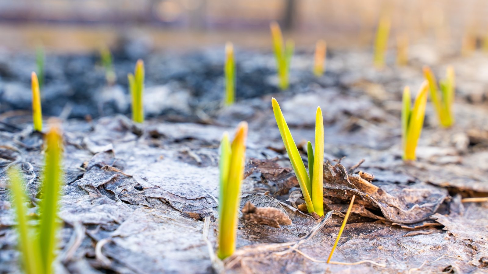 Bright green shoots emerging from a bed of grayish wood chips, catching warm sunlight.