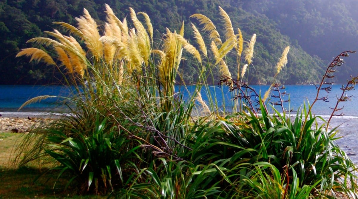 New Zealand flax grasses gently sway in the breeze, their slender leaves catching the sunlight. In the distance, a serene lake mirrors the azure sky, framed by a majestic mountain.