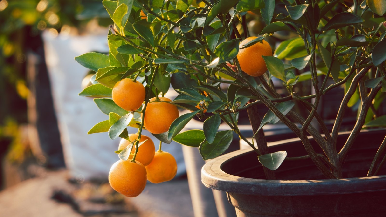 The tree has dark green, leathery leaves and is dotted with small, round, bright orange fruits in a large pot.