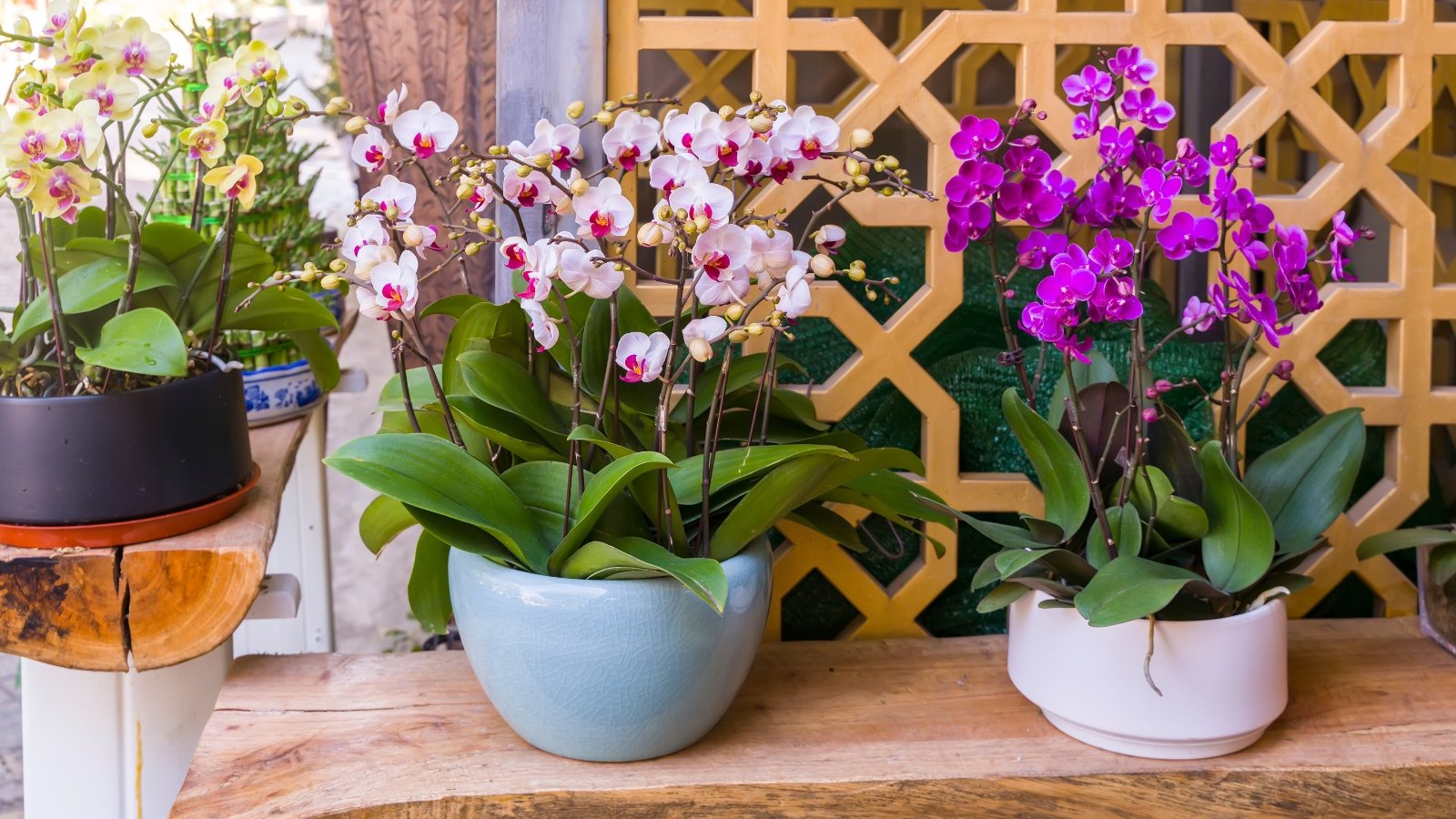 A variety of orchids with delicate pink and purple blooms, arranged in colorful pots on a tiled surface.