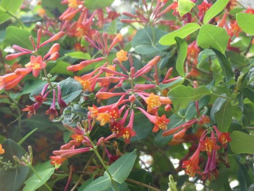 Greater Honeysuckle Wheeler