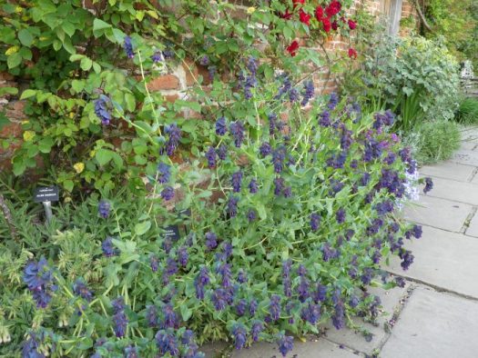 Used here as a large edger at Sissinghurst.