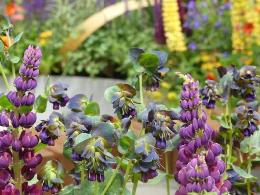 Next to a violet flower, Cerinthe looks best