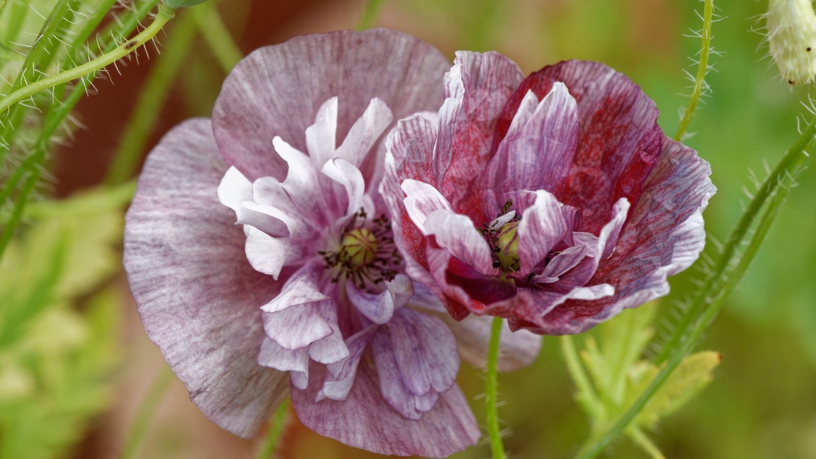 A close-up of a Papaver rhoeas 'Pandora' flower, showing layered purple and white petals with a ruffled texture, set against green foliage.