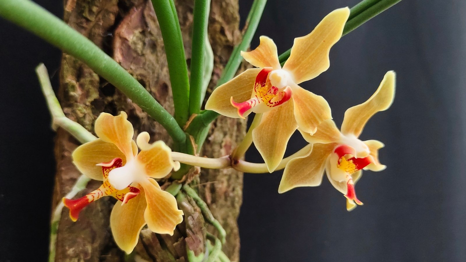 Golden yellow flowers with pale red spots near the center are attached to thin stems on a textured background.