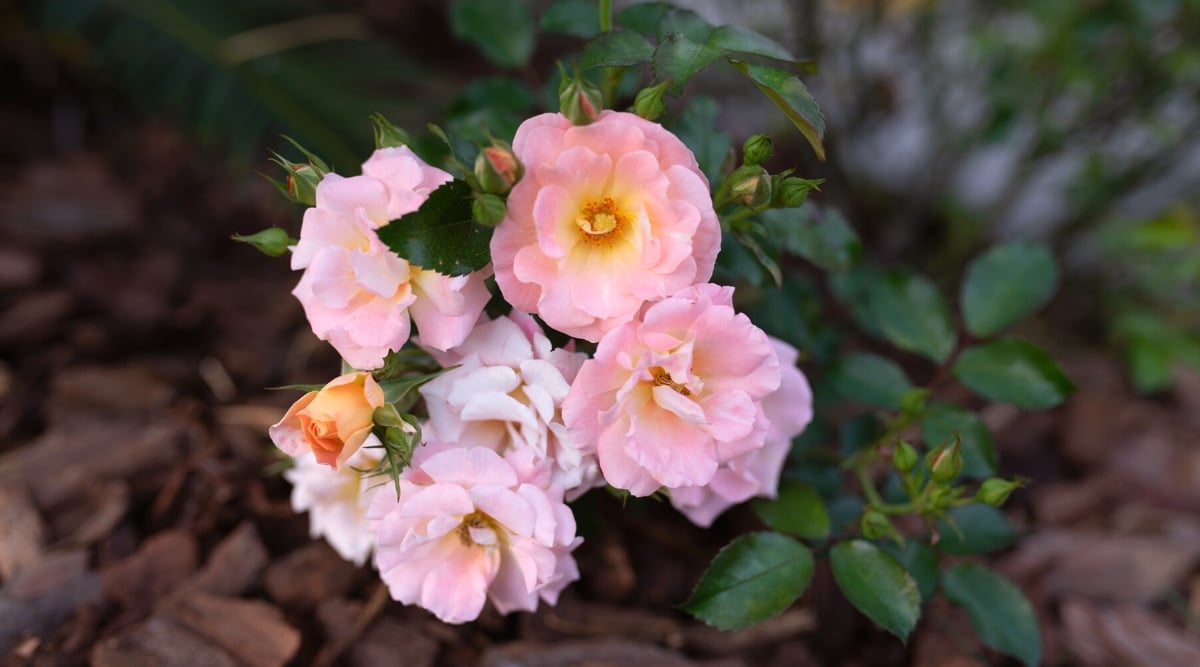Close-up of young blooming Drift Roses in a garden with mulched soil. The flowers of Peach Drift Roses are a soft and warm peachy-orange hue, creating a lovely contrast against the green backdrop. The blooms are semi-double to double, with a delicate and ruffled appearance.