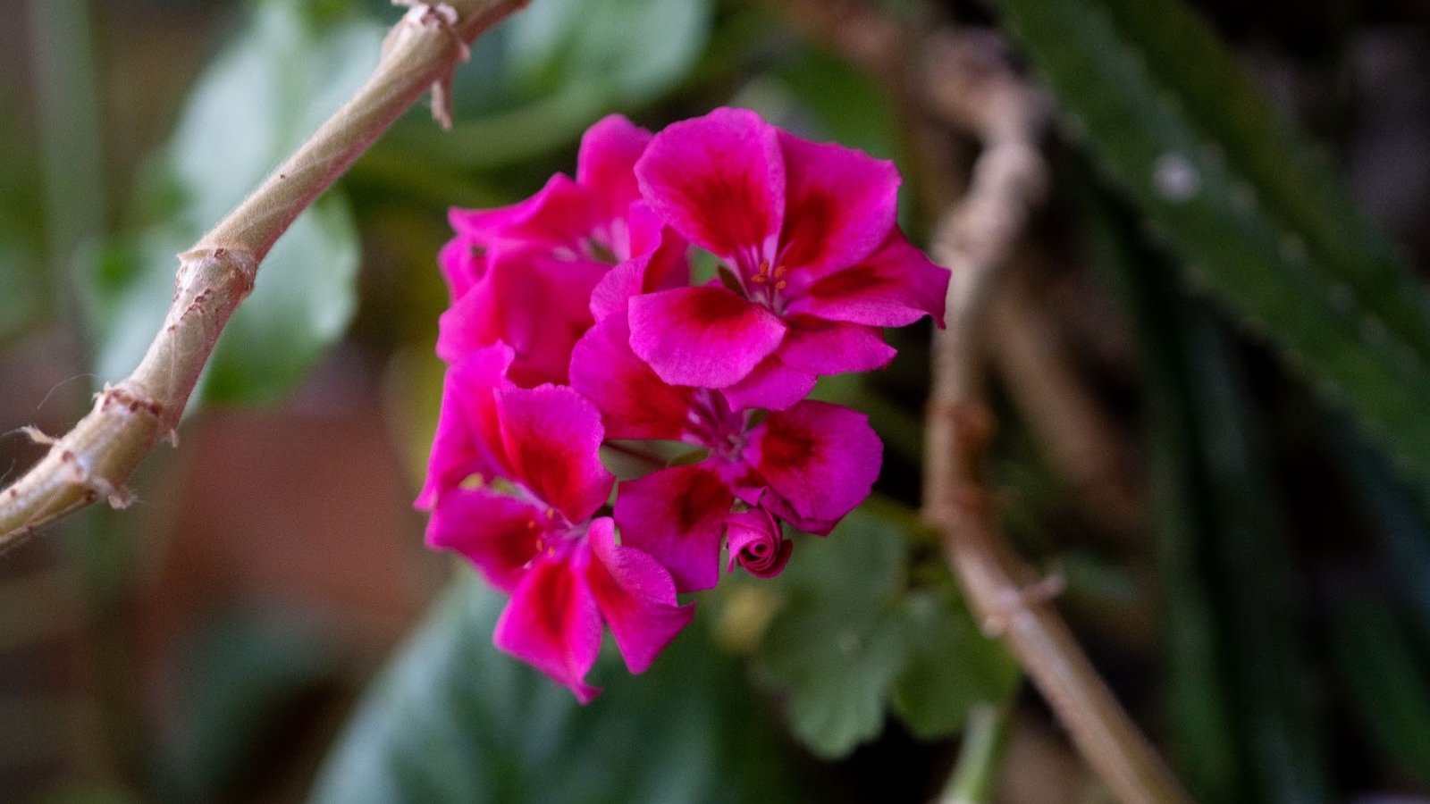 Geranium blooming with vibrant crimson-pink flowers arranged in a dense cluster, with each flower featuring five petals and a slightly ruffled edge, surrounded by rounded, slightly lobed dark green leaves.
