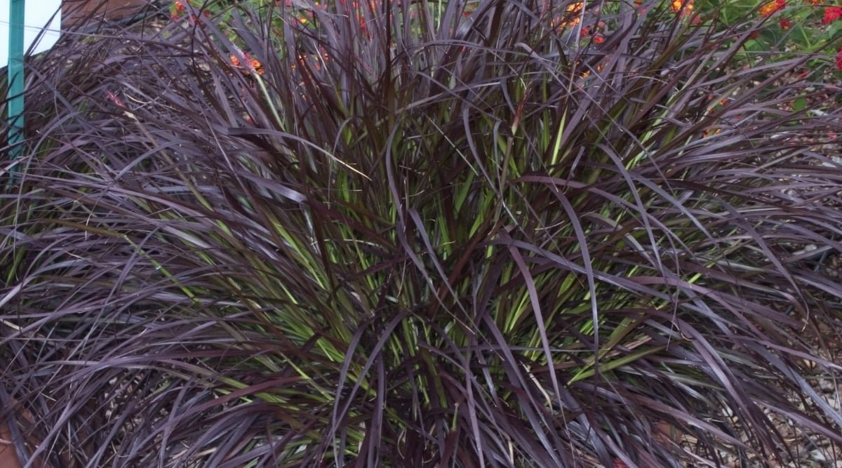 A close-up of a Pennisetum 'First Knight' grass, showcasing its slender blades and delicate textures. The deep purple hue of the grass adds a captivating contrast, drawing attention to its elegant beauty in the natural landscape.
